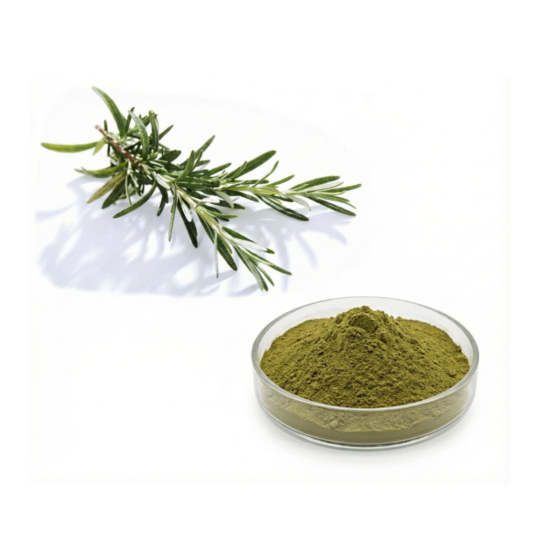 Rosemary Extract powder